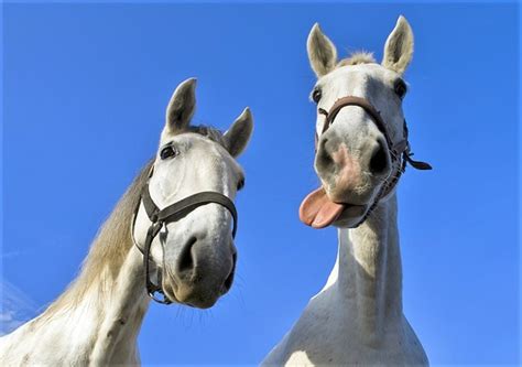 40 Funny Horse Quotes and Sayings .